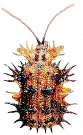   Platypria (Dichirispa ) habitus. 